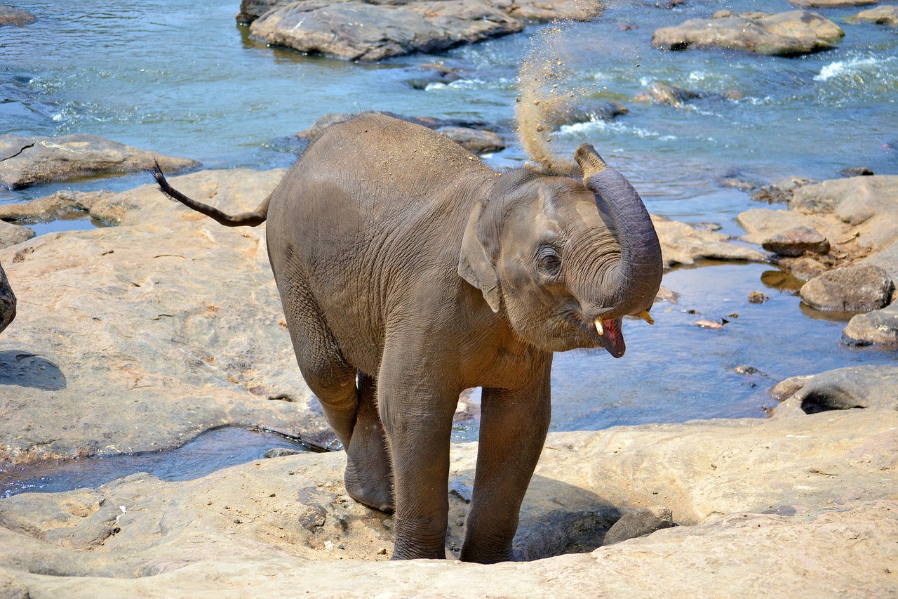 baby elephant, elephants, bath