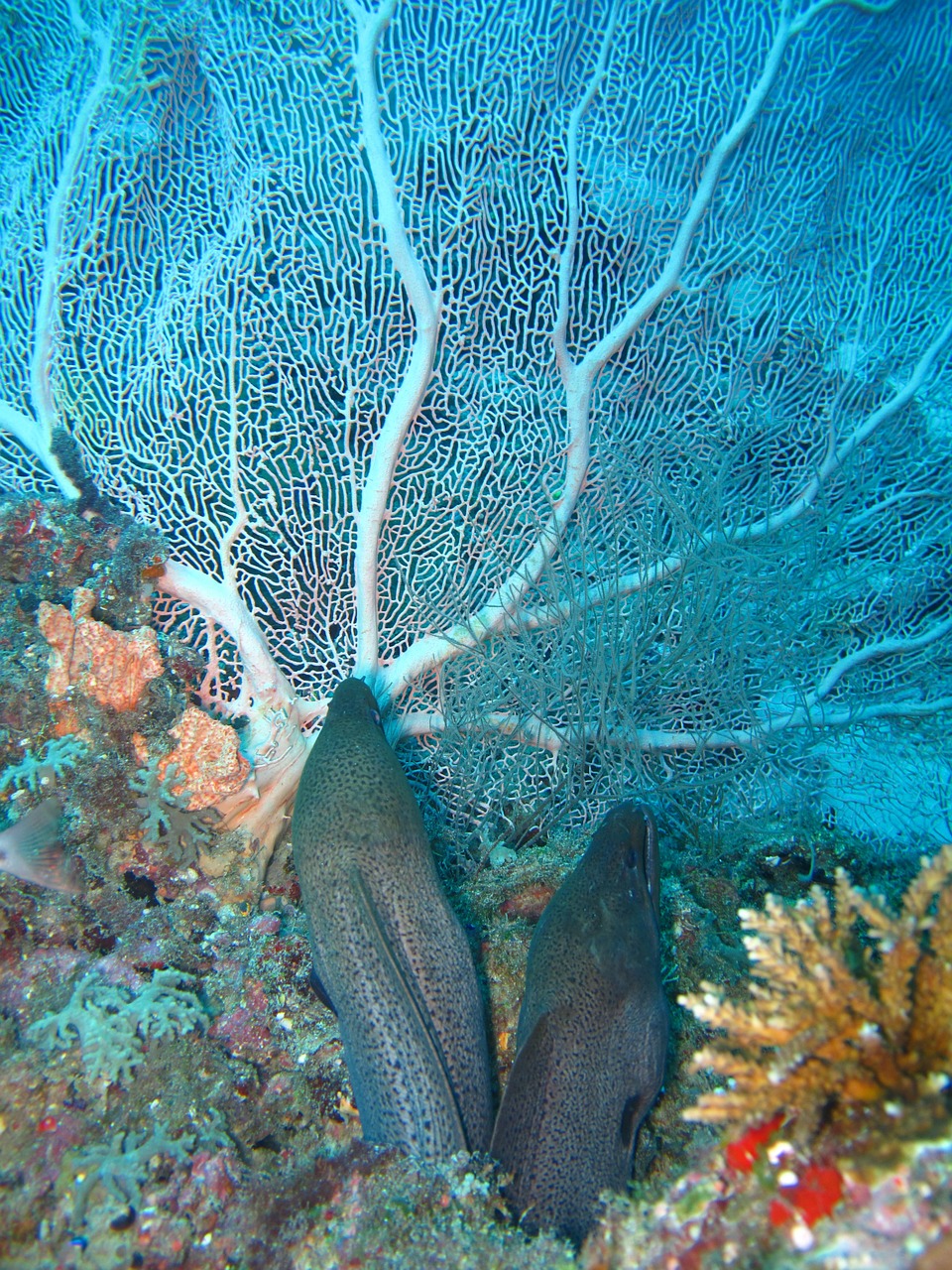 coral, moray eels, sea